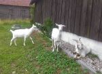 Młode kozy na wybiegu z kozłem